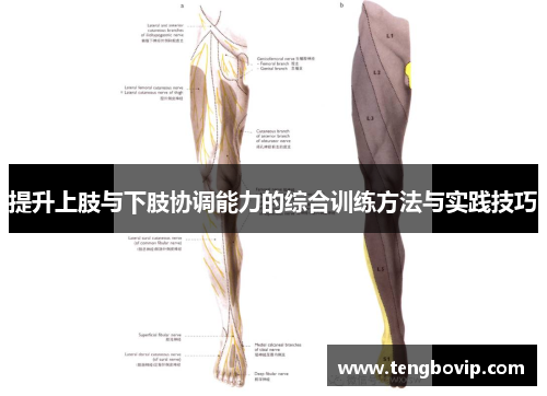 提升上肢与下肢协调能力的综合训练方法与实践技巧